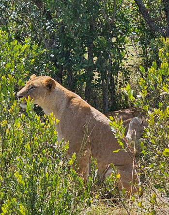Kenya Kenya